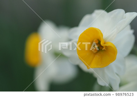 水仙花開了 水仙花開了 98976523