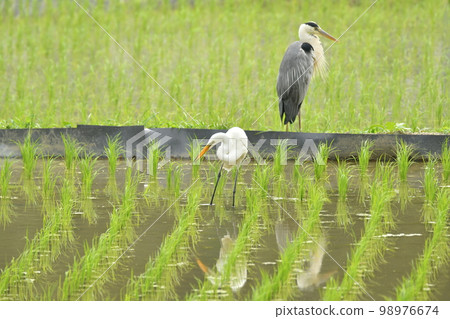 蒼鷺在稻田裡覓食 98976674