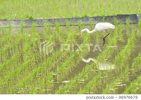 蒼鷺在稻田裡覓食 98976678