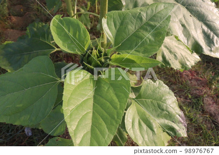 green colored sunflowers farm for harvest and oil green colored sunflowers farm for harvest and oil 98976767