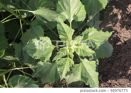 green colored sunflowers farm for harvest and oil green colored sunflowers farm for harvest and oil 98976775