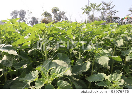 green colored sunflowers farm for harvest and oil 98976776
