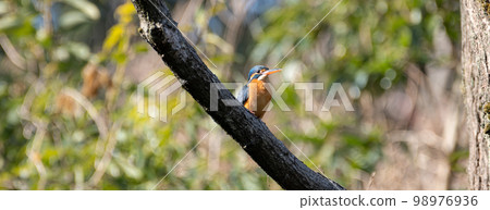 Beautiful blue bird Kingfisher 98976936