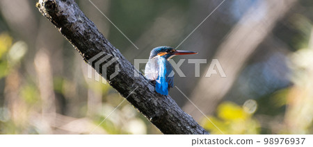 Beautiful blue bird Kingfisher Beautiful blue bird Kingfisher 98976937