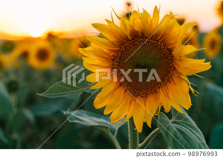 Sunflower field at sunset in the evening. A large sunflower on the background of a blooming field. 98976993