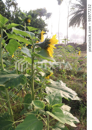 yellow colored sunflower on tree in farm for harvest and oil yellow colored sunflower on tree in farm for harvest and oil 98977232