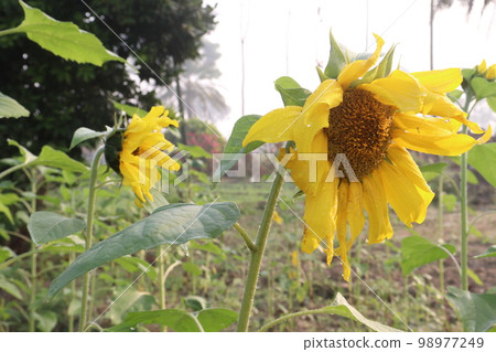 yellow colored sunflower on tree in farm for harvest and oil yellow colored sunflower on tree in farm for harvest and oil 98977249