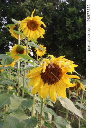 yellow colored sunflower on tree in farm for harvest and oil yellow colored sunflower on tree in farm for harvest and oil 98977251