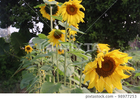 yellow colored sunflower on tree in farm for harvest and oil yellow colored sunflower on tree in farm for harvest and oil 98977253