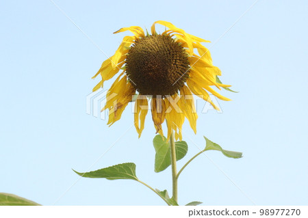 yellow colored sunflower on tree in farm for harvest and oil yellow colored sunflower on tree in farm for harvest and oil 98977270