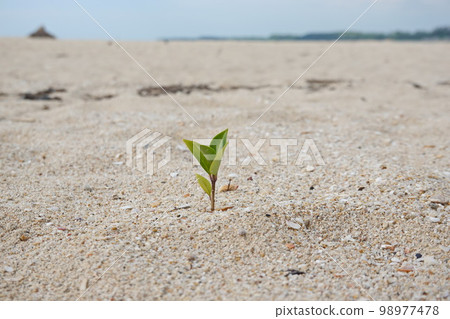 Rise life plant growing on grought land Rise life plant growing on grought land 98977478