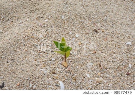 Rise life plant growing on grought land Rise life plant growing on grought land 98977479