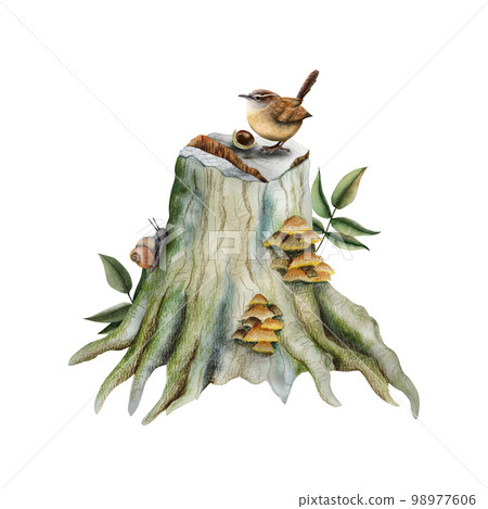 Watercolor realistic Eurasian wren bird sitting on mossy stump with mushrooms and snail Hand drawn woodland illustration 98977606
