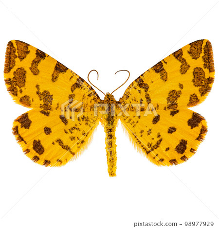 Speckled yellow moth 98977929