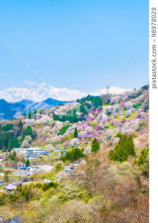 Spring in Ogawamura, Shinshu (cherry blossoms in Nitanda) Spring in Ogawamura, Shinshu (cherry blossoms in Nitanda) 98978028