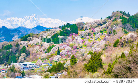 Spring in Ogawamura, Shinshu (cherry blossoms in Nitanda) 98978034