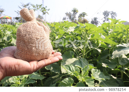 green colored sunflowers farm with money bag are cash crops for harvest green colored sunflowers farm with money bag are cash crops for harvest 98978254