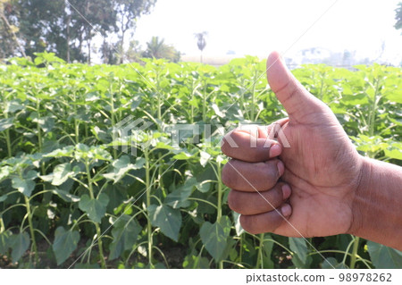green colored sunflowers farm with finger sign are cash crops for harvest and deaf 98978262