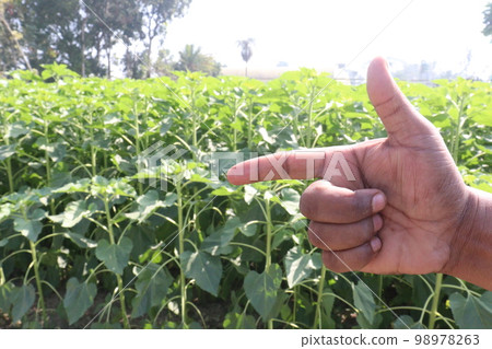 green colored sunflowers farm with finger sign are cash crops for harvest and deaf 98978263
