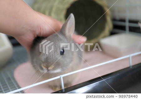 Baby rabbit being stroked 98978440