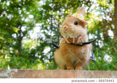 A rabbit on a stump wearing a straw hat A rabbit on a stump wearing a straw hat 98978443
