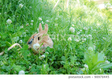 A rabbit walking in a park with white clover A rabbit walking in a park with white clover 98978445