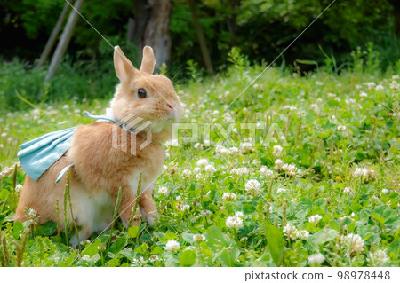 A rabbit walking in a park with white clover 98978448
