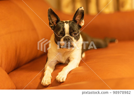 Boston Terrier relaxing on the sofa 98978982