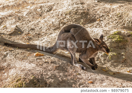 The Red-necked Wallaby The Red-necked Wallaby 98979075