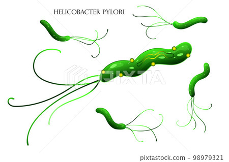 Helicobacter pylori bacterial cell structure illustration 98979321