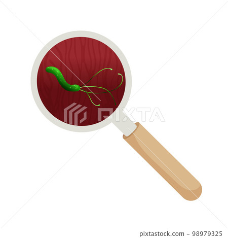 Bacteria helicobacter pylori under magnifying glass. Vector illustration Bacteria helicobacter pylori under magnifying glass. Vector illustration 98979325