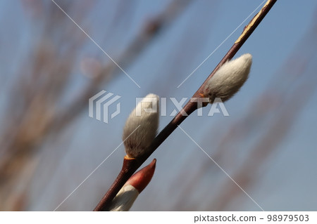 White hairy pussy willow flowers blooming in a Japanese winter garden White hairy pussy willow flowers blooming in a Japanese winter garden 98979503