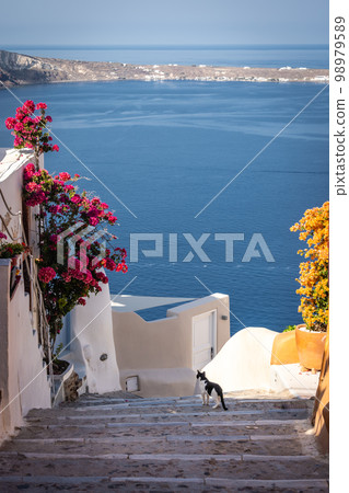 Colourful flowers along the walking path in Santorini 98979589