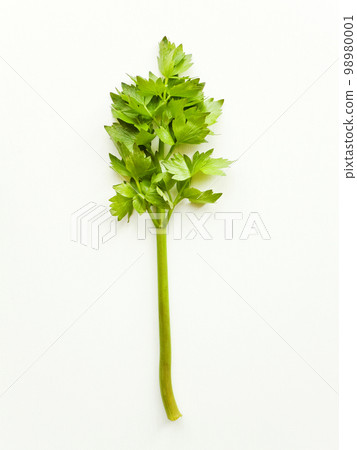 Lovage on white Lovage on white 98980001