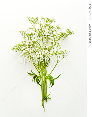 Valerian herb on white 98980104