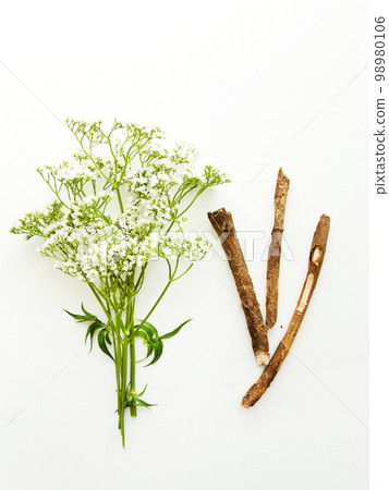 Valerian herb on white Valerian herb on white 98980106