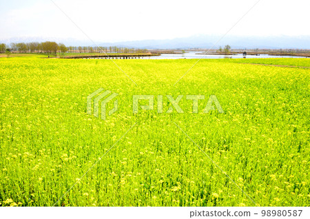 新潟市福島縣的油菜花田 新潟市福島縣的油菜花田 98980587