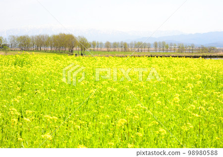 新潟市福島縣的油菜花田 98980588