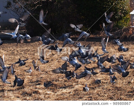 A flock of pigeons flying from a rice field (pigeons flapping all at once) A flock of pigeons flying from a rice field (pigeons flapping all at once) 98980867