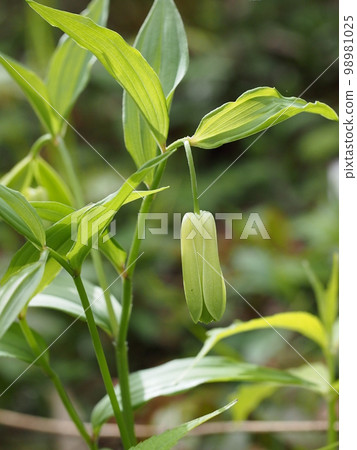 Hochakuso 學名:Disporum sessile Hochakuso 學名:Disporum sessile 98981025