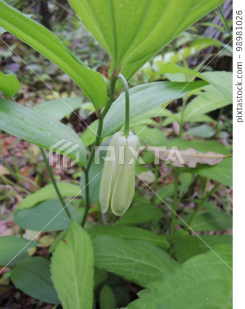 Hochakuso Scientific name: Disporum sessile 98981026