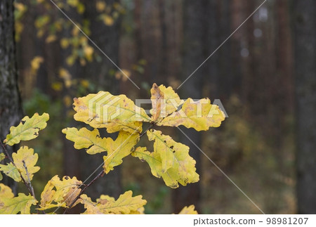 Autumn oak leaves. Bright yellow saturated oak leaves on the branches of a tree. Autumn day. 98981207