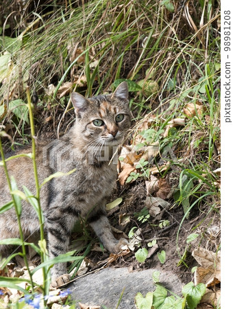 A domestic cat walks on the street among tall grass and fallen yellow autumn leaves. Walk the animal in cool weather. 98981208