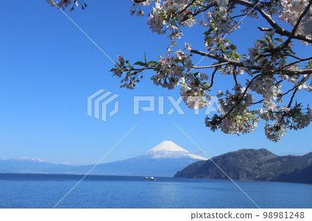 土肥港、伊豆市、富士山、櫻花、駿河灣合力 98981248