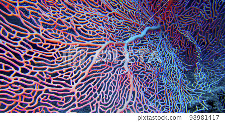 Gorgonian, Maldives 98981417