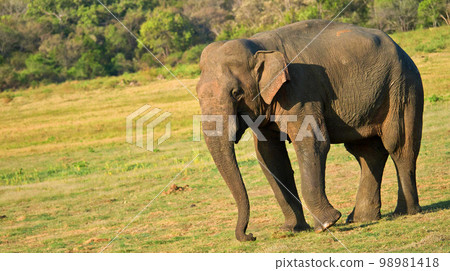 Sri Lankan Elephant, Wilpattu National Park, Sri Lanka 98981418