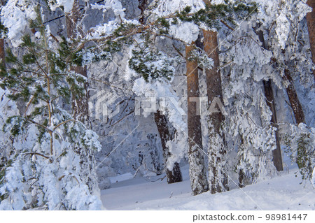 Snowy Landscape, Sierra de Guadarrama National Park, Spain 98981447