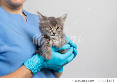 A veterinarian cat doctor in a medical uniform and gloves is holding a small kitten. Veterinary clinic A veterinarian cat doctor in a medical uniform and gloves is holding a small kitten. Veterinary clinic 98981481