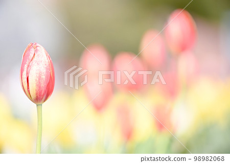 Early Spring Scenery 98982068