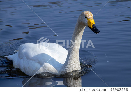 Swan swimming alone Part 5 98982388